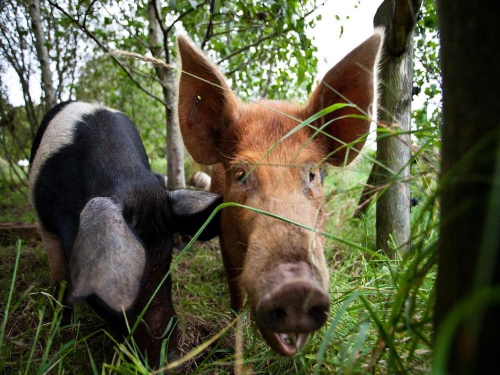 Ballylagan Organic Farm Straid  Εξωτερικό φωτογραφία
